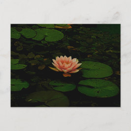 Lotus Flower Sinaasappel Donkergroen Bloemvijver Z Briefkaart