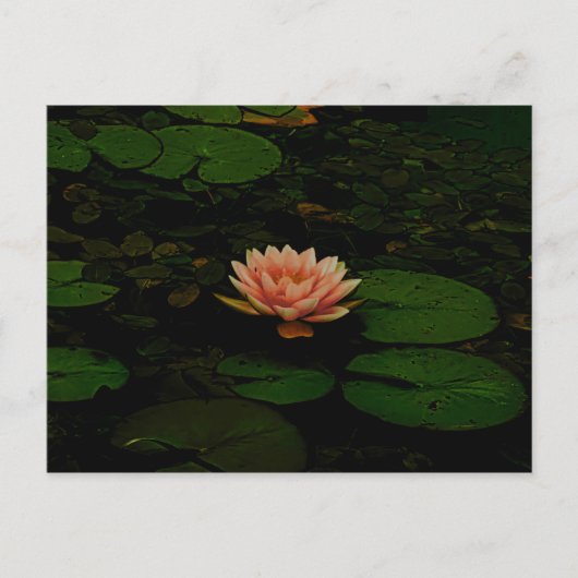 Lotus Flower Sinaasappel Donkergroen Bloemvijver Z Briefkaart (Voorkant)