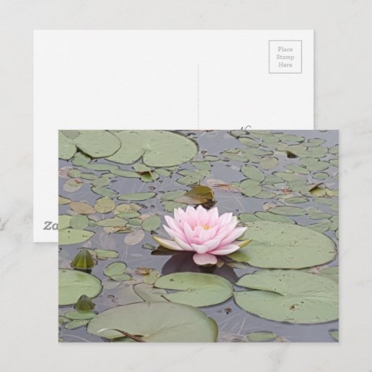 Lotus Flower Soft Pink Floral Pond Zen Briefkaart (Voorkant / Achterkant)