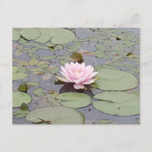 Lotus Flower Soft Pink Floral Pond Zen Briefkaart