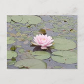 Lotus Flower Soft Pink Floral Pond Zen Briefkaart (Voorkant)