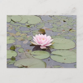 Lotus Flower Soft Pink Floral Pond Zen Briefkaart