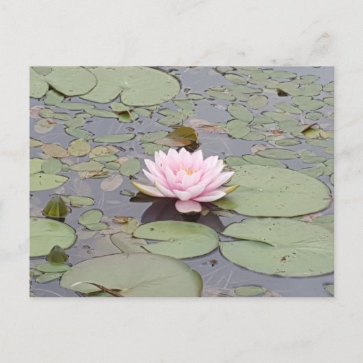 Lotus Flower Soft Pink Floral Pond Zen Briefkaart (Voorkant)