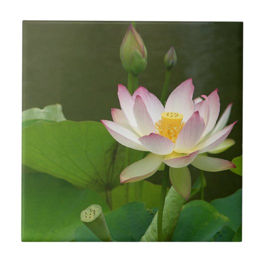 Lotus Flower Tile. Tegeltje (Voorkant)