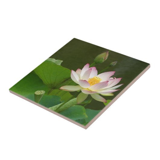 Lotus Flower Tile. Tegeltje (Zijkant)