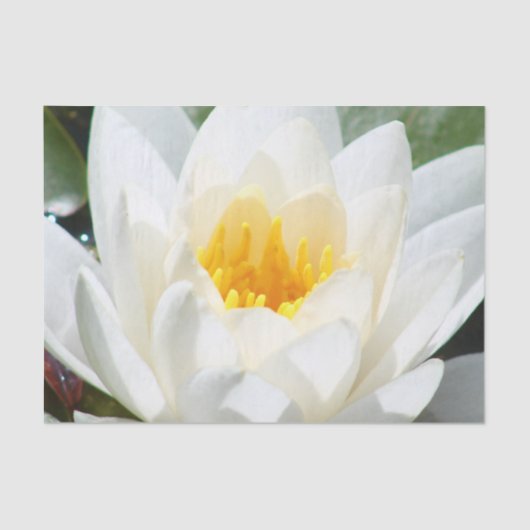 Lotus Flower Tissuepapier (Voorkant)