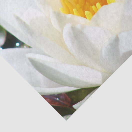 Lotus Flower Tissuepapier (Detail)