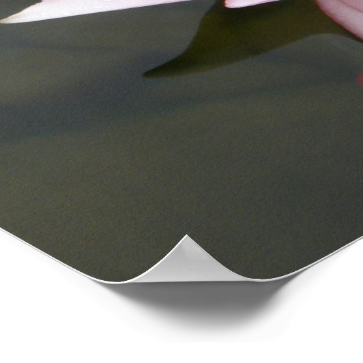 Lotus Flower/Waterlily Poster (Hoek)