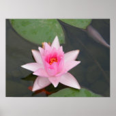 Lotus Flower/Waterlily Poster (Voorkant)