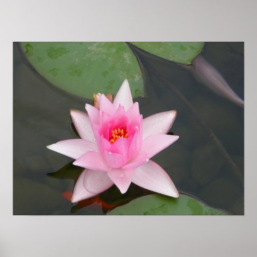 Lotus Flower/Waterlily Poster (Voorkant)