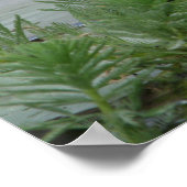 Lotus Flower/Waterlily Poster (Hoek)