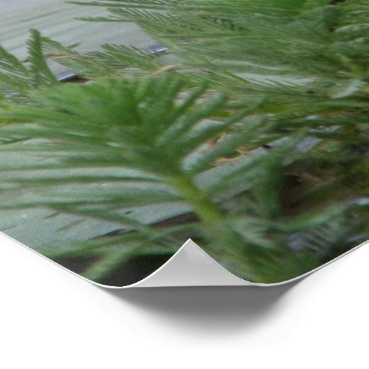 Lotus Flower/Waterlily Poster (Hoek)