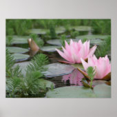 Lotus Flower/Waterlily Poster (Voorkant)