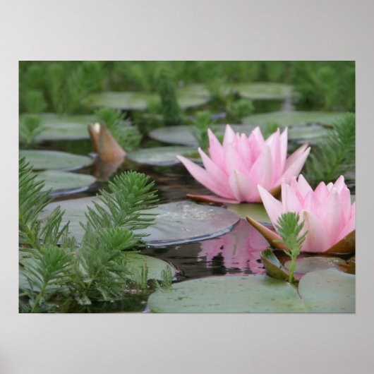 Lotus Flower/Waterlily Poster (Voorkant)
