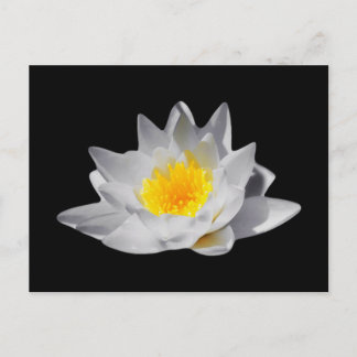 Lotus Flower (zwarte achtergrond) Briefkaart