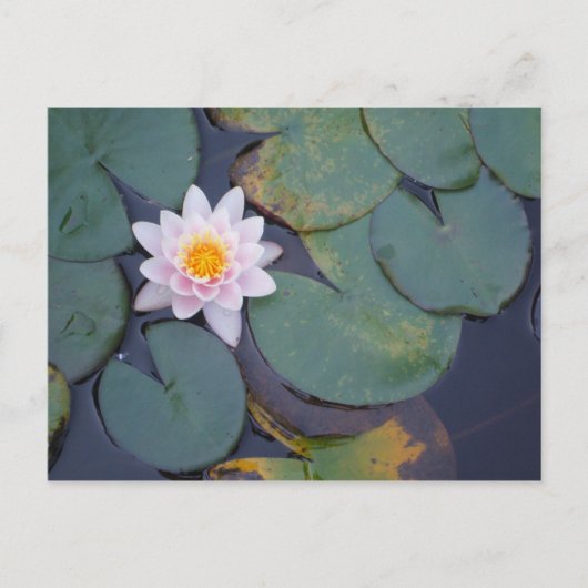 Lotus Flowers Briefkaart (Voorkant)