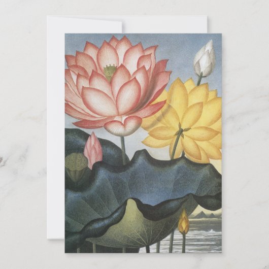  Lotus Flowers, de Heilige Egyptische Bean (Voorkant)