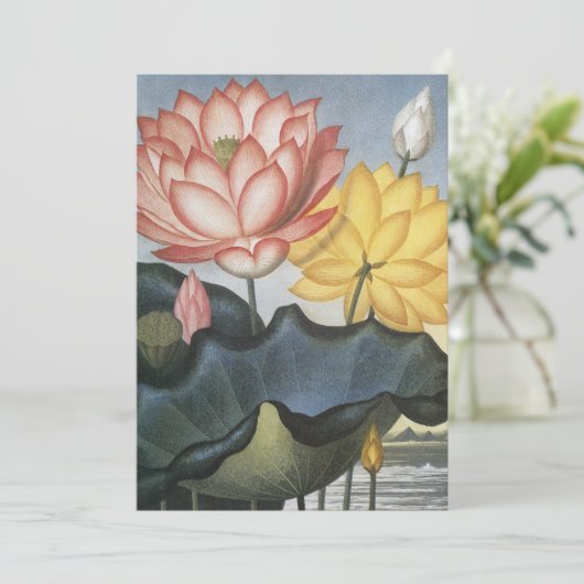  Lotus Flowers, de Heilige Egyptische Bean (Staand voorkant)