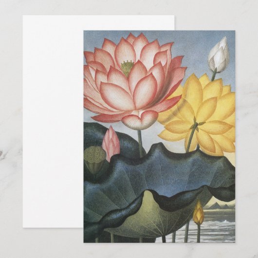  Lotus Flowers, de Heilige Egyptische Bean (Voorkant / Achterkant)