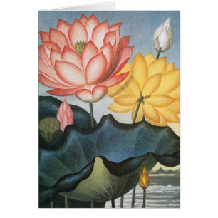  Lotus Flowers, de Heilige Egyptische Bean