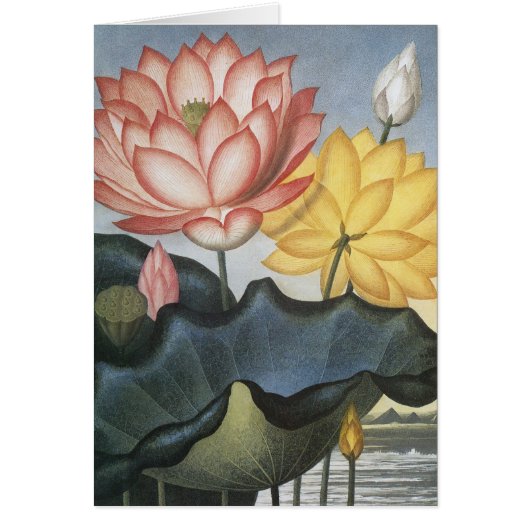  Lotus Flowers, de Heilige Egyptische Bean (Voorkant)