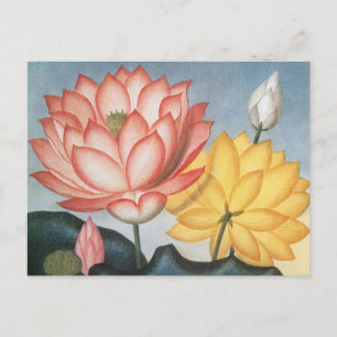  Lotus Flowers, de Heilige Egyptische Bean Briefkaart