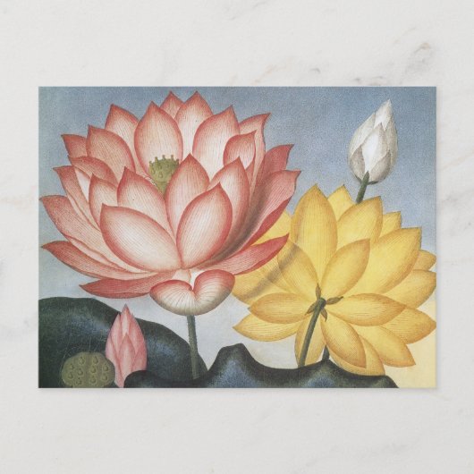 Lotus Flowers, de Heilige Egyptische Bean Briefkaart (Voorkant)