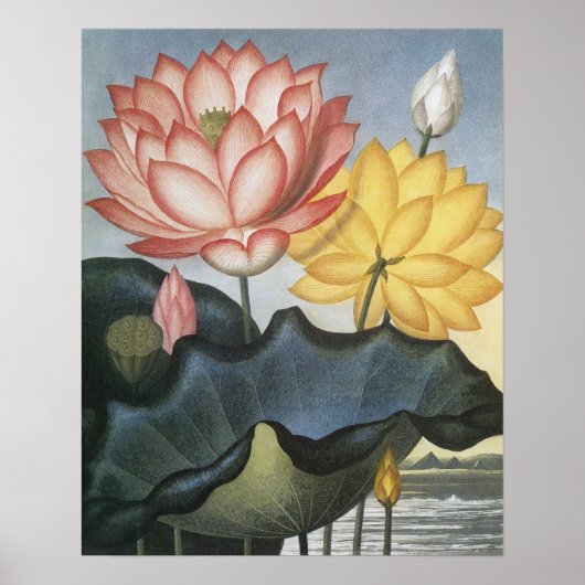  Lotus Flowers, de Heilige Egyptische Bean Poster (Voorkant)