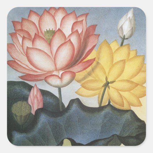  Lotus Flowers, de Heilige Egyptische Bean Vierkante Sticker (Voorkant)