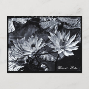 Lotus Flowers, Floral Garden/Asia Briefkaart