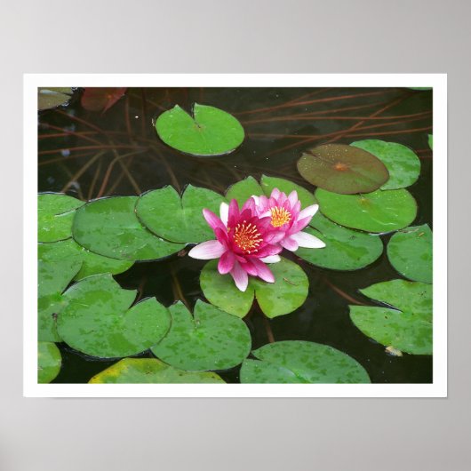 Lotus Flowers Poster (Voorkant)