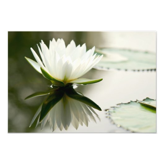 Lotus Foto Afdruk (Voorkant)