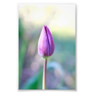 Lotus Foto Afdruk