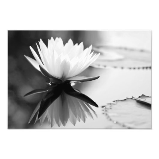 Lotus Foto Afdruk (Voorkant)