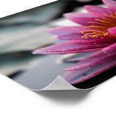 LOTUS FOTOGRAFISCH POSTER (Hoek)