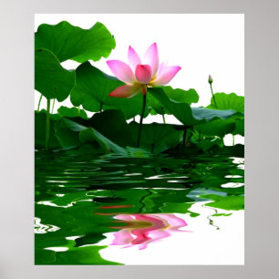 Lotus green water zen tranquility peace Mooi Poster