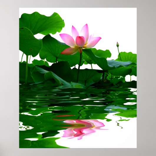Lotus green water zen tranquility peace Mooi Poster (Voorkant)