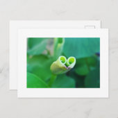 Lotus Heart ポストカード Briefkaart (Voorkant / Achterkant)