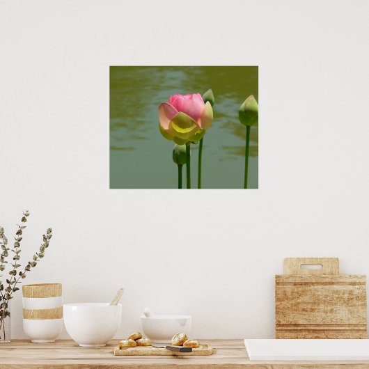Lotus in Bloom Poster (Keuken)