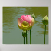 Lotus in Bloom Poster (Voorkant)