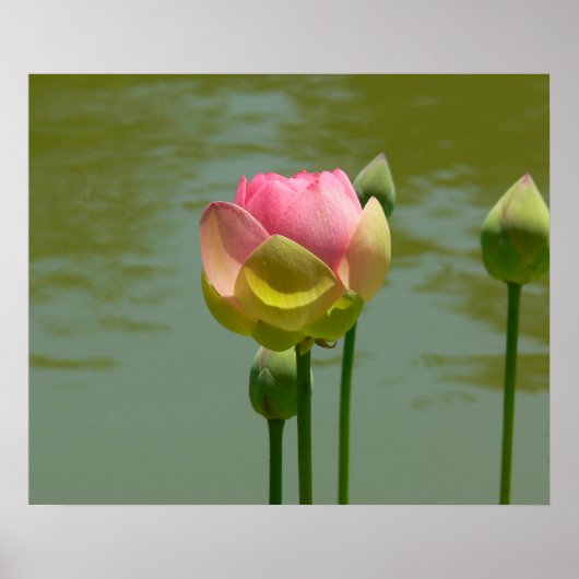 Lotus in Bloom Poster (Voorkant)
