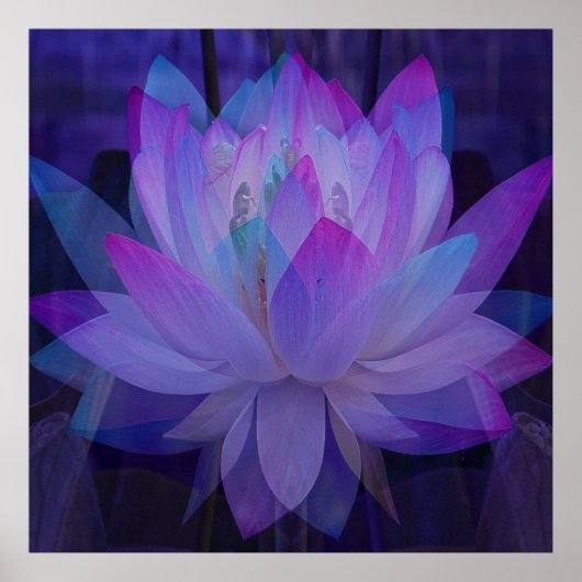 Lotus in Blue... Poster (Voorkant)