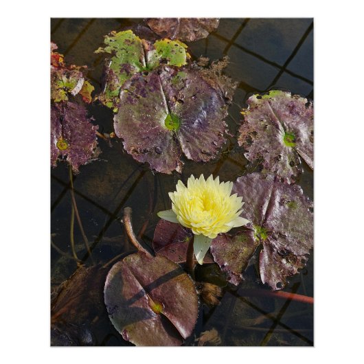 Lotus in de herfst perfect poster (Voorkant)