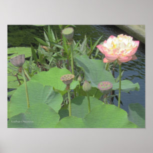 Lotus in de tuin poster