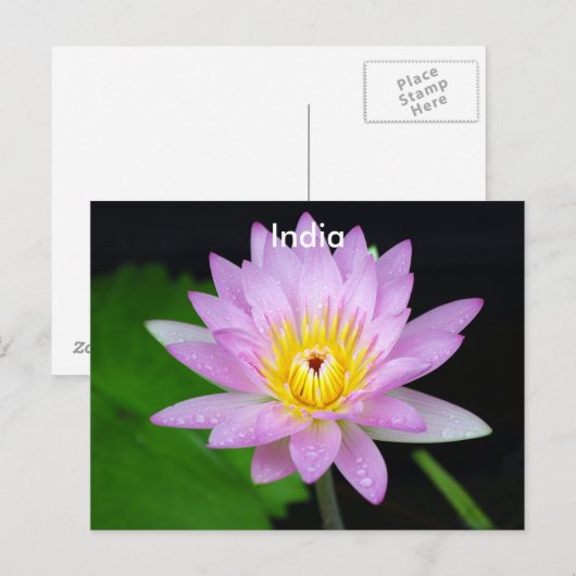 Lotus in India Briefkaart (Voorkant / Achterkant)