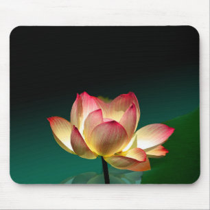 Lotus in volle bloei, muismat