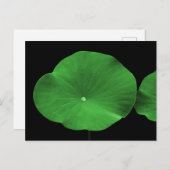 Lotus Leaves Briefkaart (Voorkant / Achterkant)