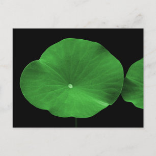 Lotus Leaves Briefkaart