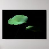 Lotus Leaves Poster (Voorkant)