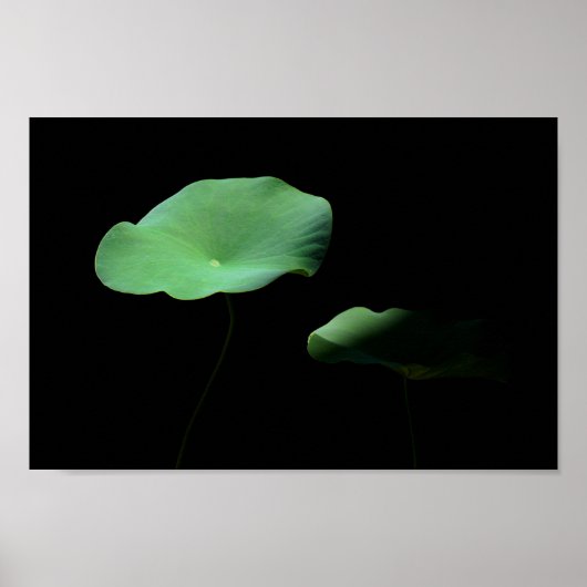 Lotus Leaves Poster (Voorkant)